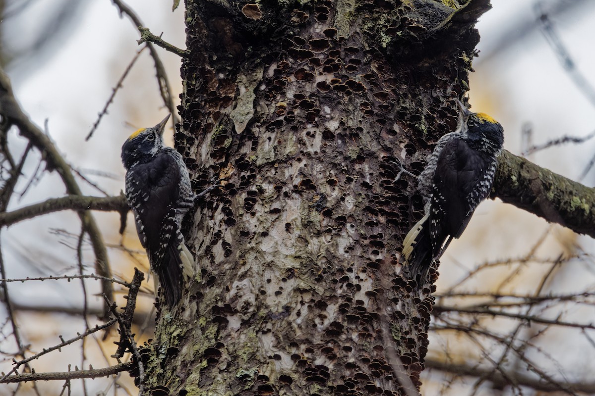 American Three-toed Woodpecker - ML644660324