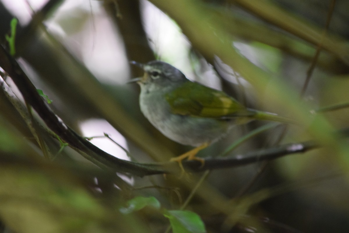 White-browed Warbler - ML644660326