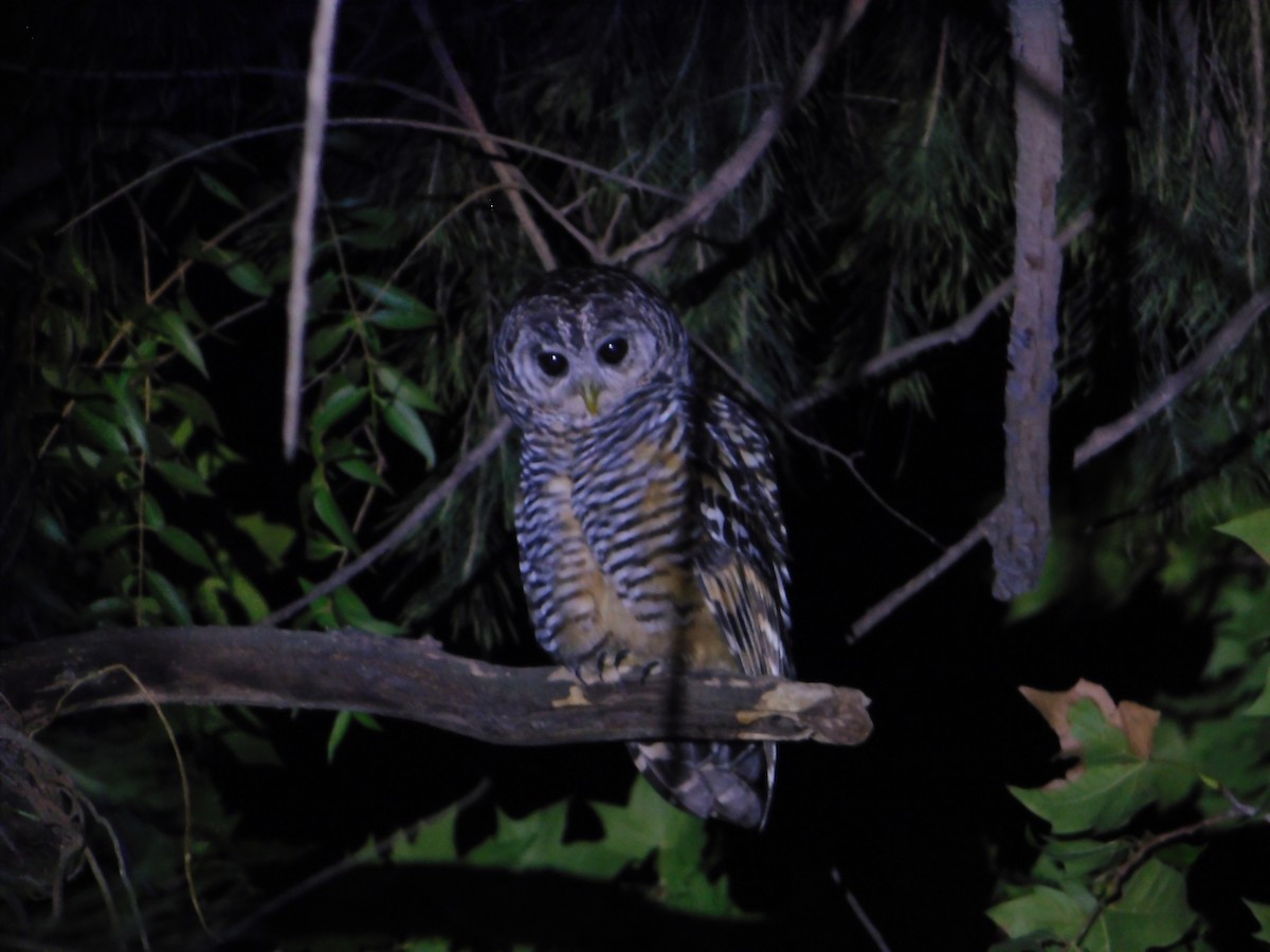 Chaco Owl - ML644660330