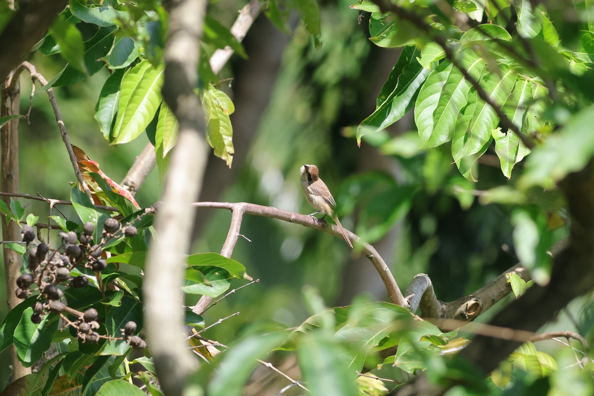 Brown Shrike - ML644660331