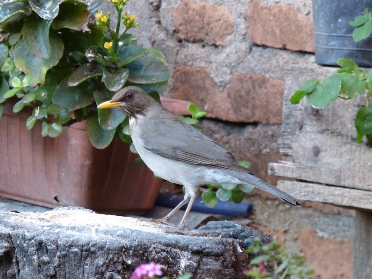 Creamy-bellied Thrush - ML644660342