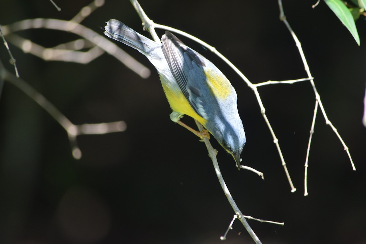 Tropical Parula - ML644660346