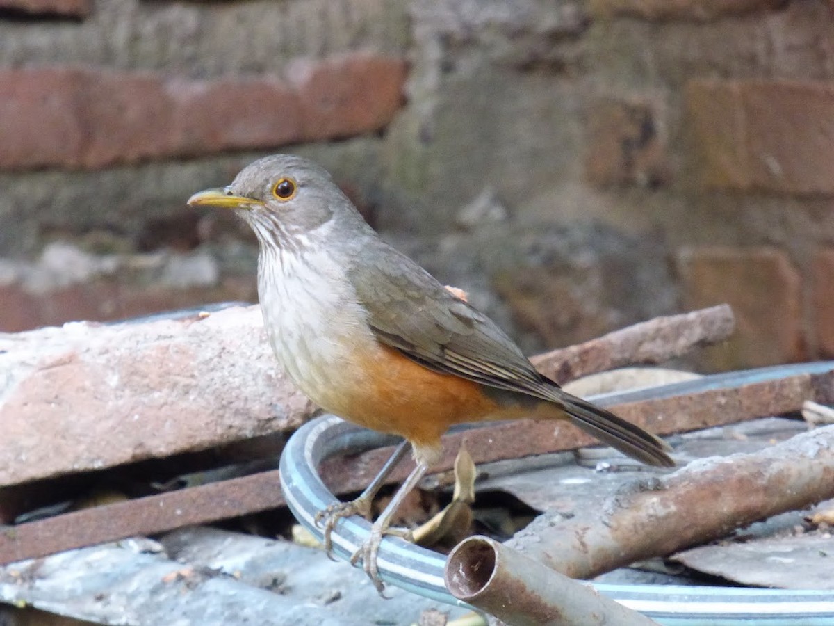 Rufous-bellied Thrush - ML644660349