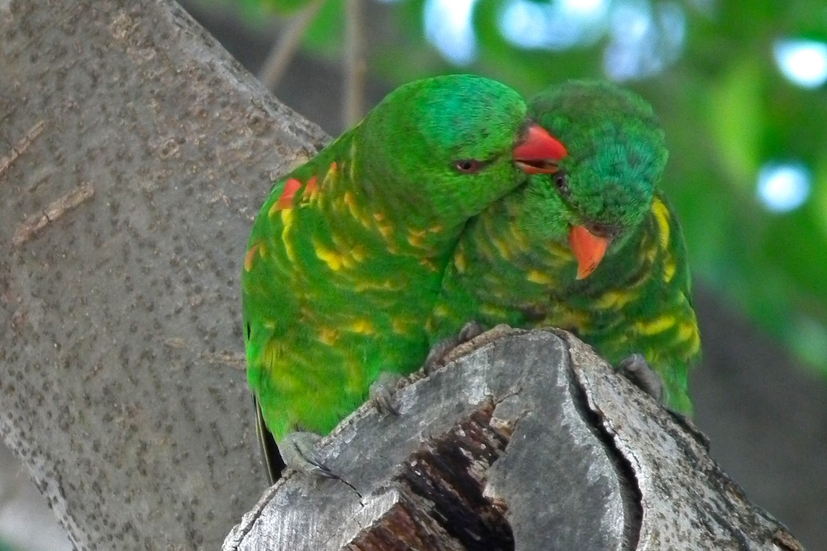 Scaly-breasted Lorikeet - ML644660351