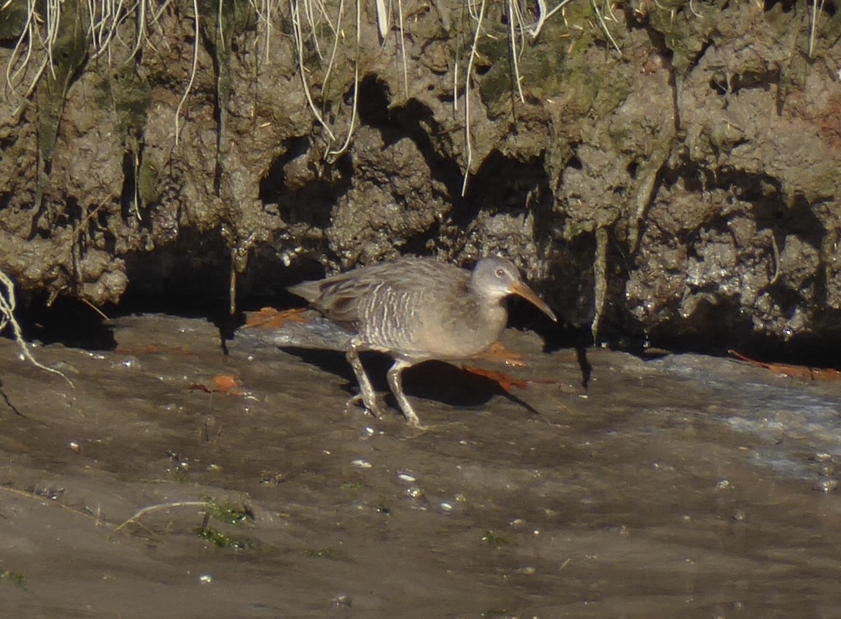 klaprerikse - ML644660354