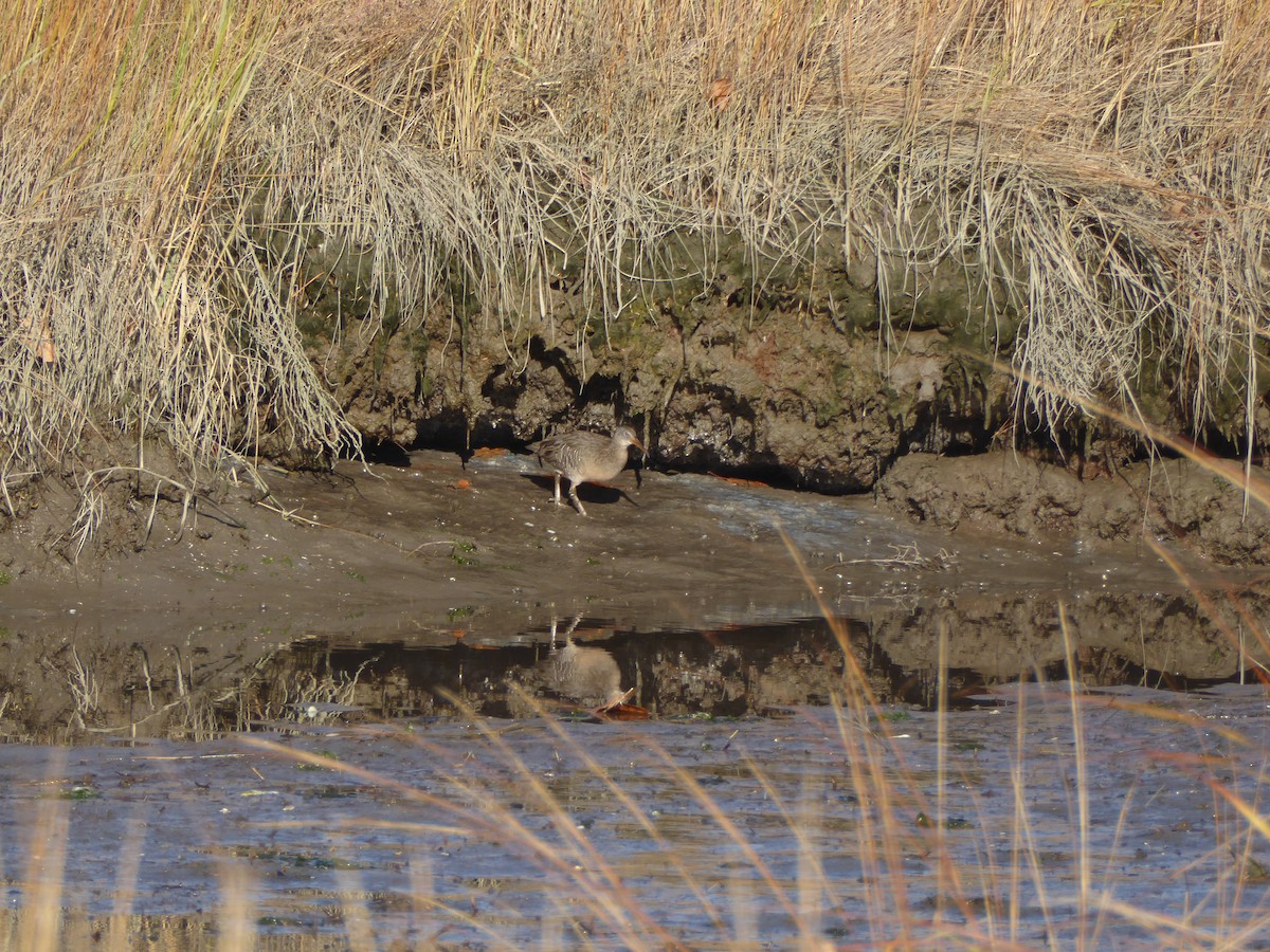 klaprerikse - ML644660355