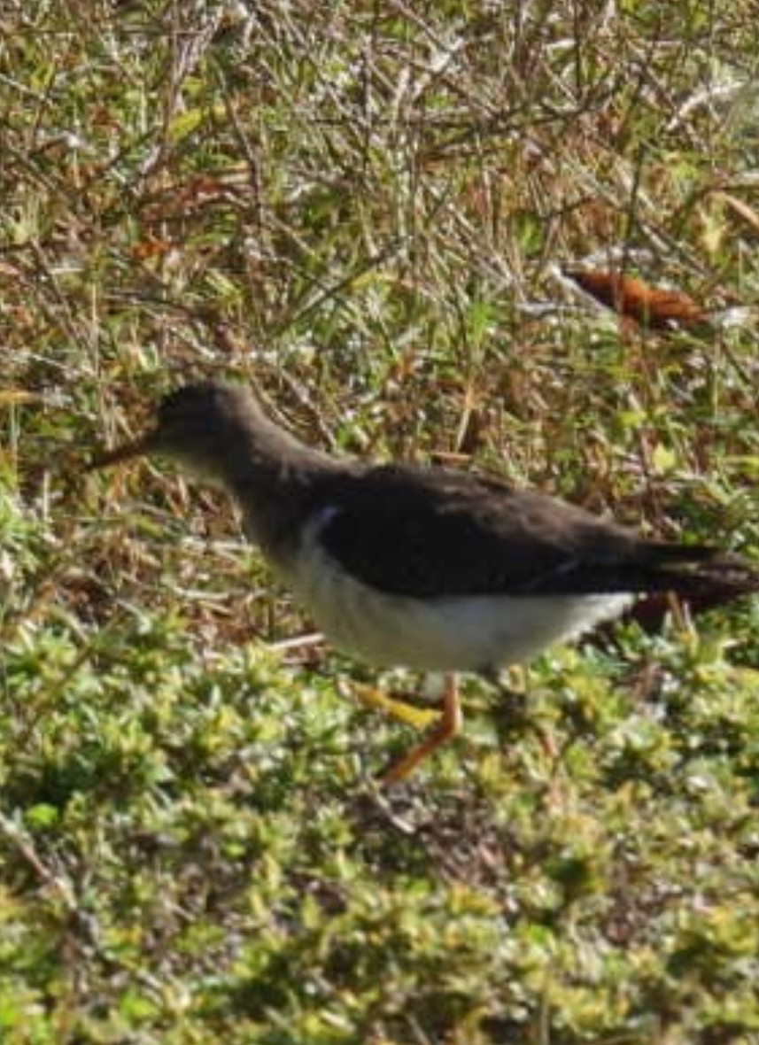 Spotted Sandpiper - ML644660386