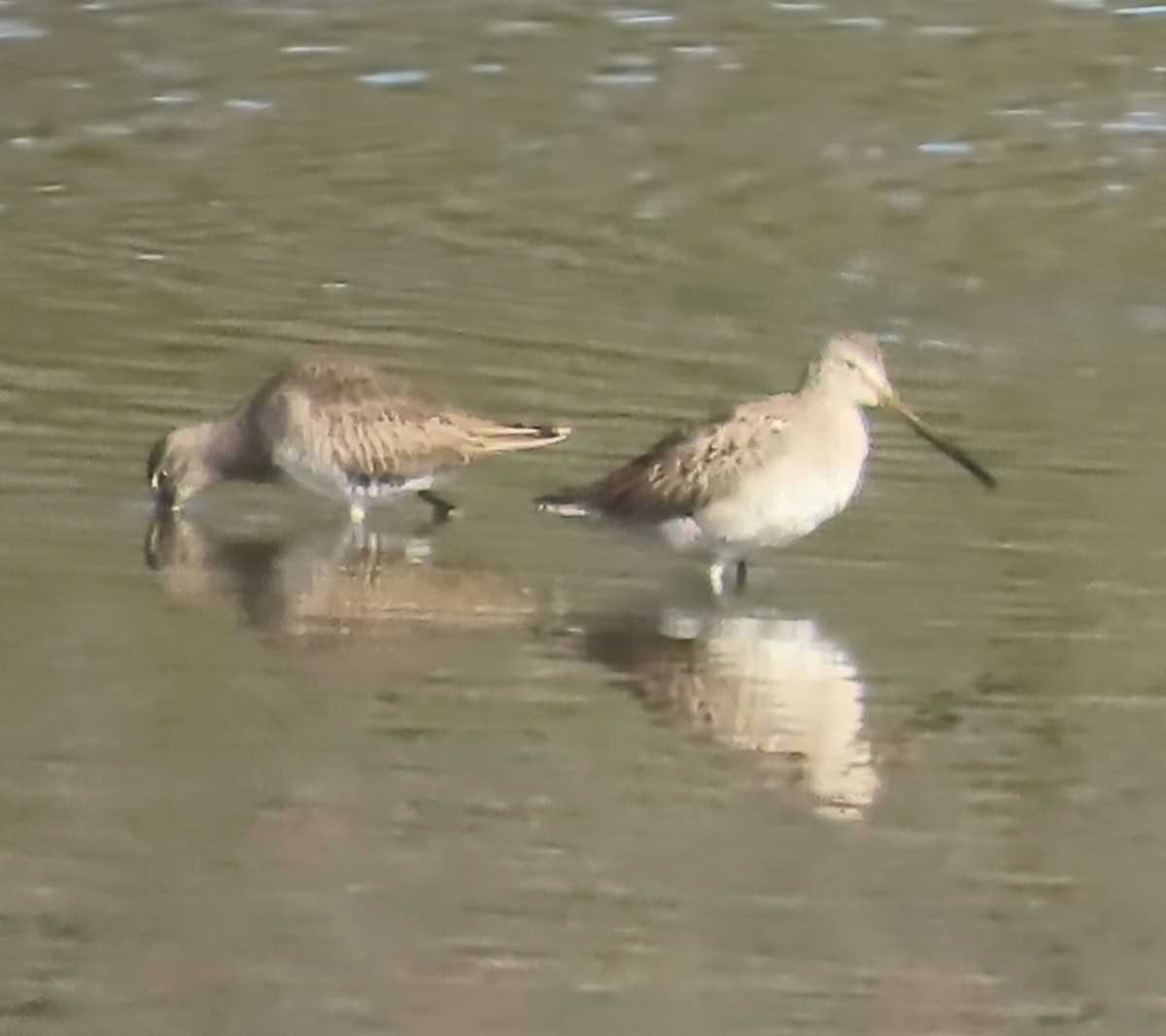 Bécassin à long bec - ML644660388