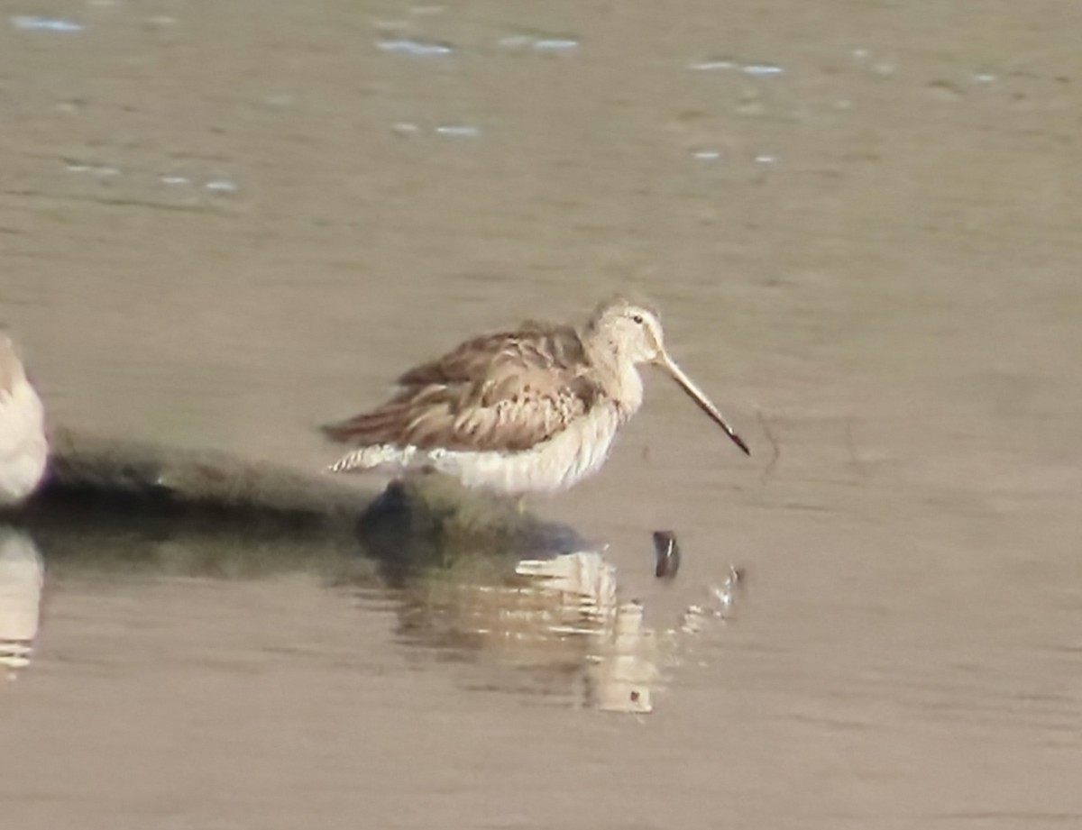 Bécassin à long bec - ML644660389