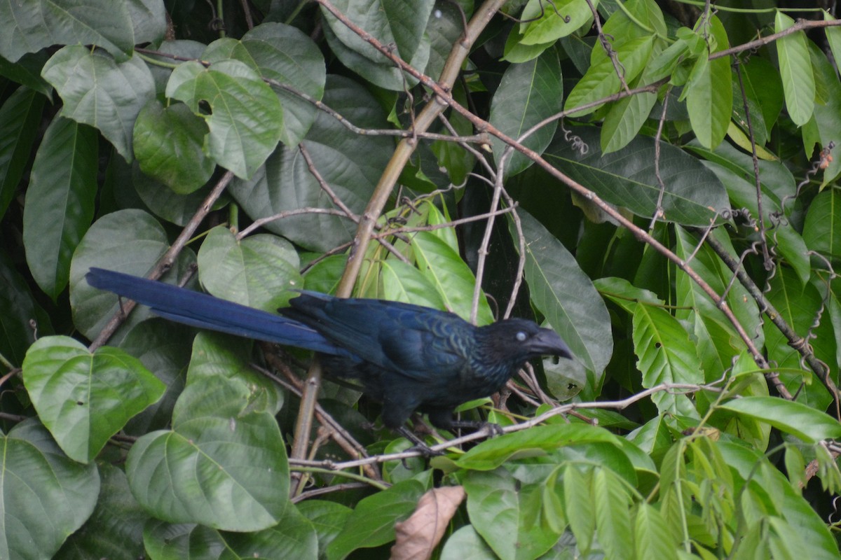 Ani des palétuviers - ML644660393