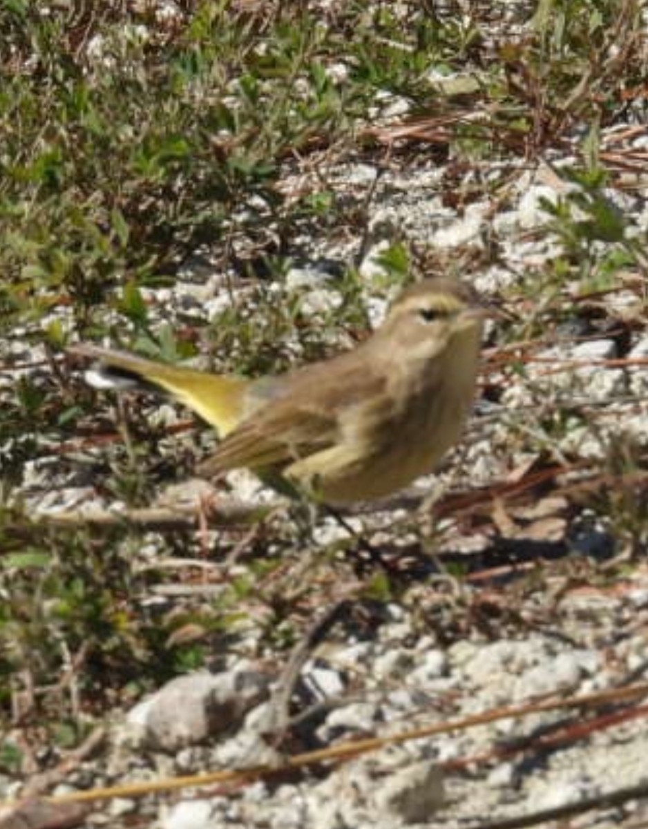 Palm Warbler - ML644660410