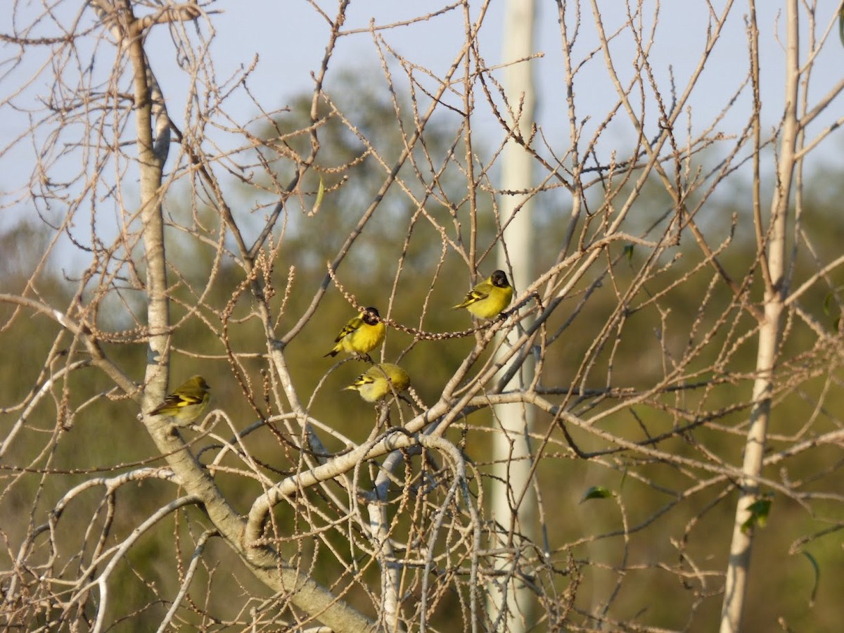 Hooded Siskin - ML644660413