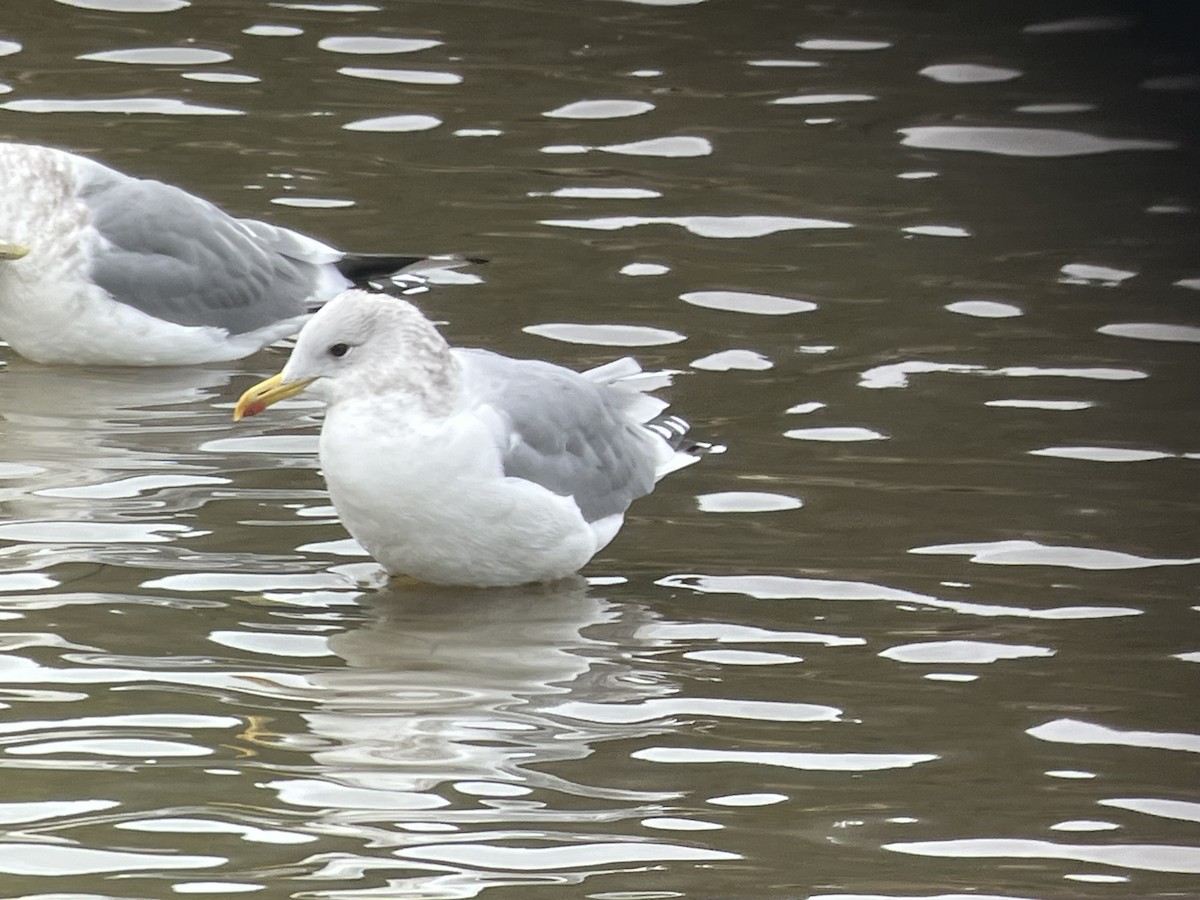 Iceland Gull (Thayer's) - ML644660418