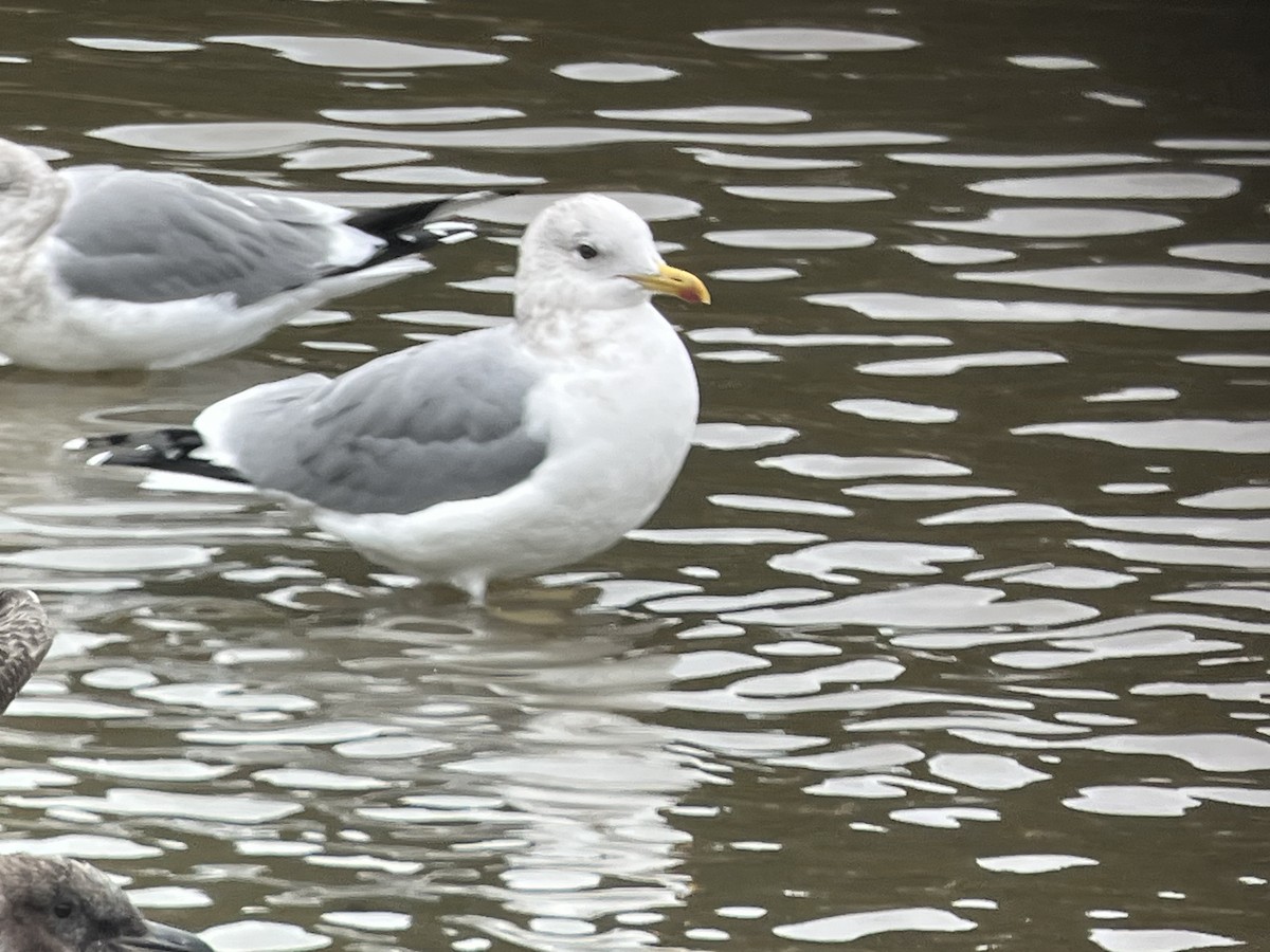 Iceland Gull (Thayer's) - ML644660420