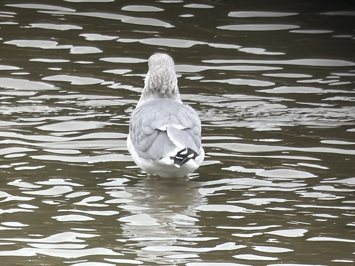 Iceland Gull (Thayer's) - ML644660421