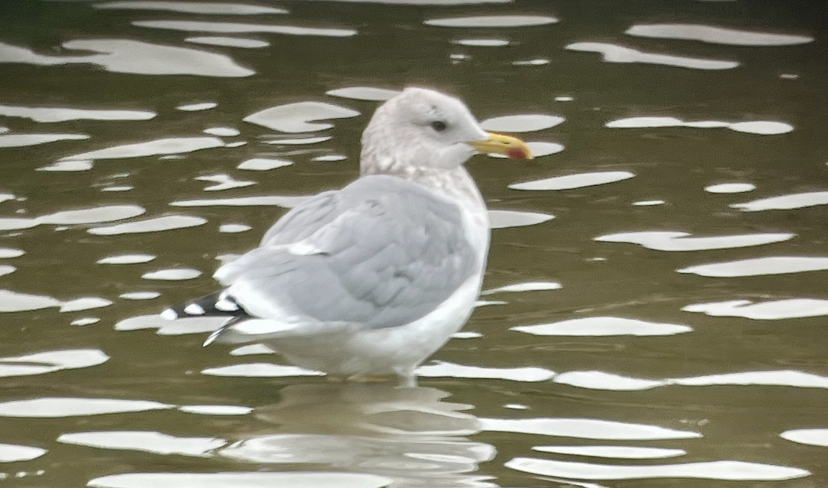 Iceland Gull (Thayer's) - ML644660422