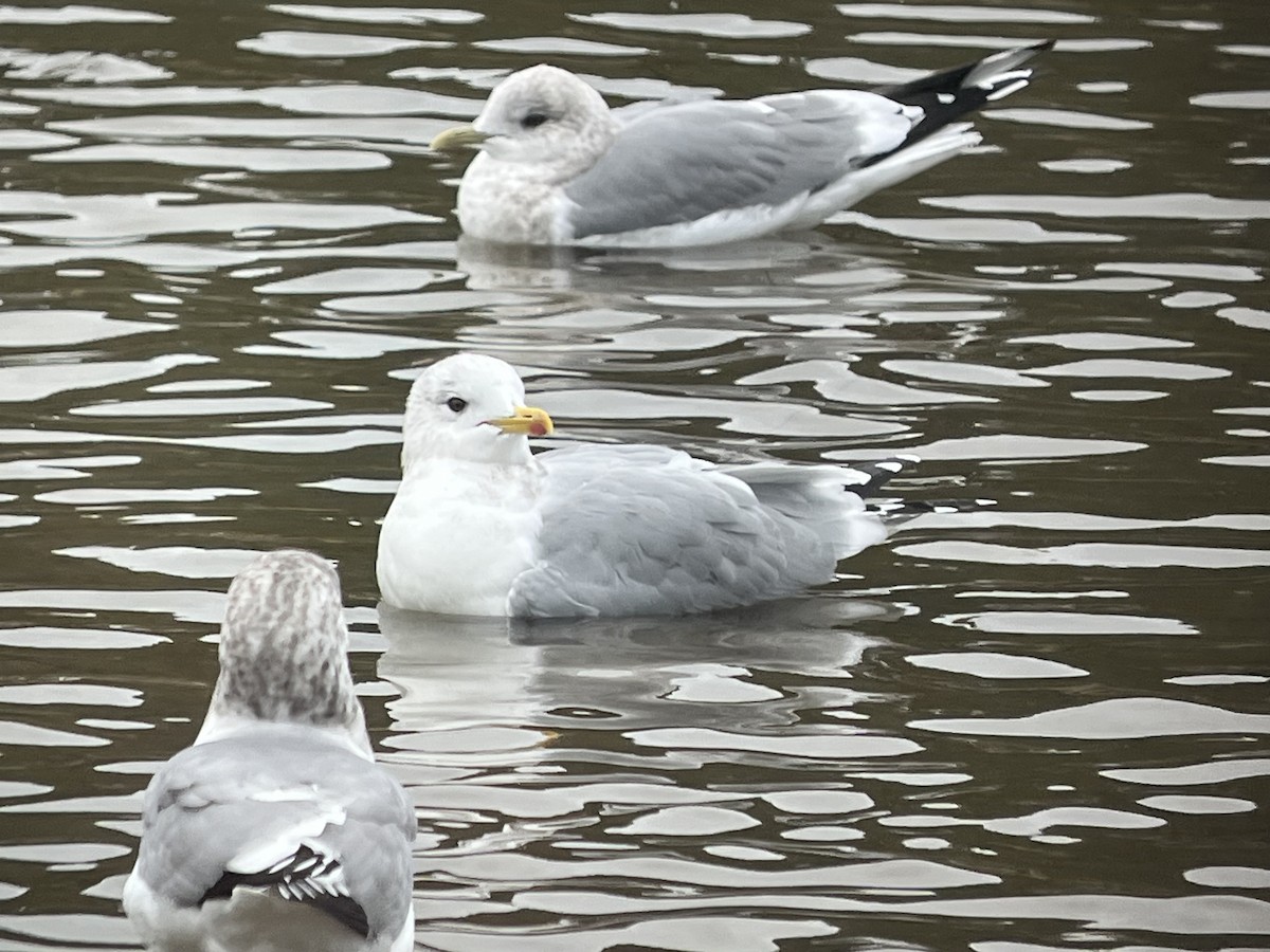 Iceland Gull (Thayer's) - ML644660423