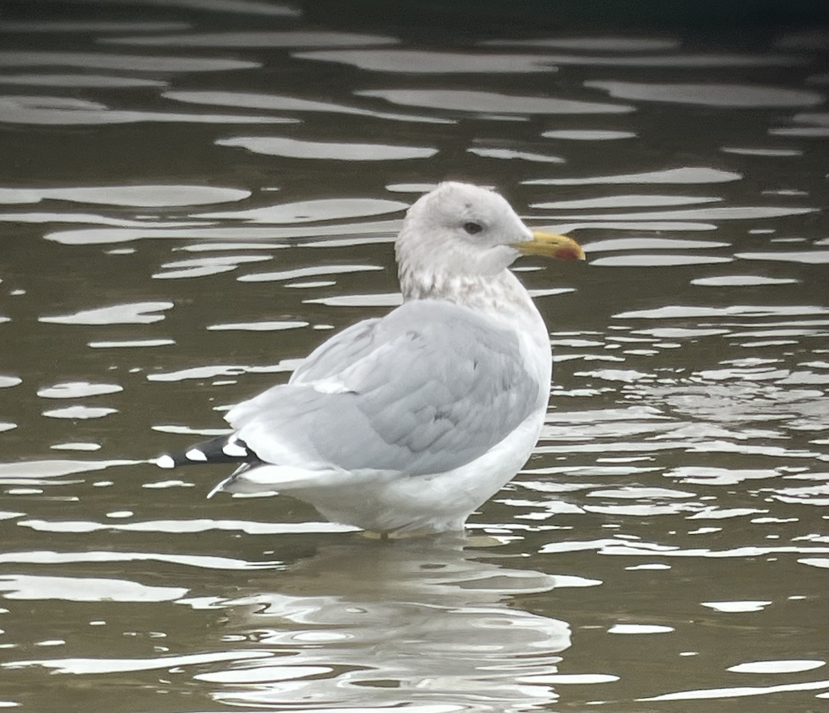 Iceland Gull (Thayer's) - ML644660425