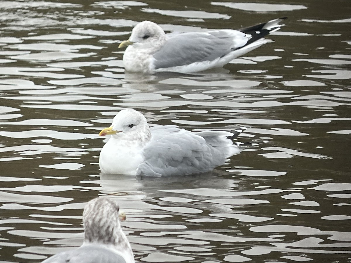 Iceland Gull (Thayer's) - ML644660426