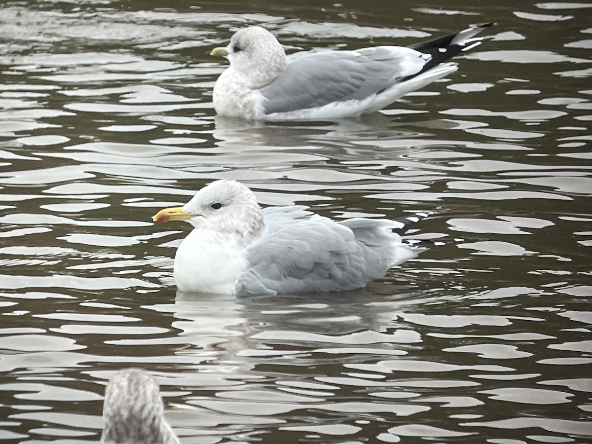 Iceland Gull (Thayer's) - ML644660427