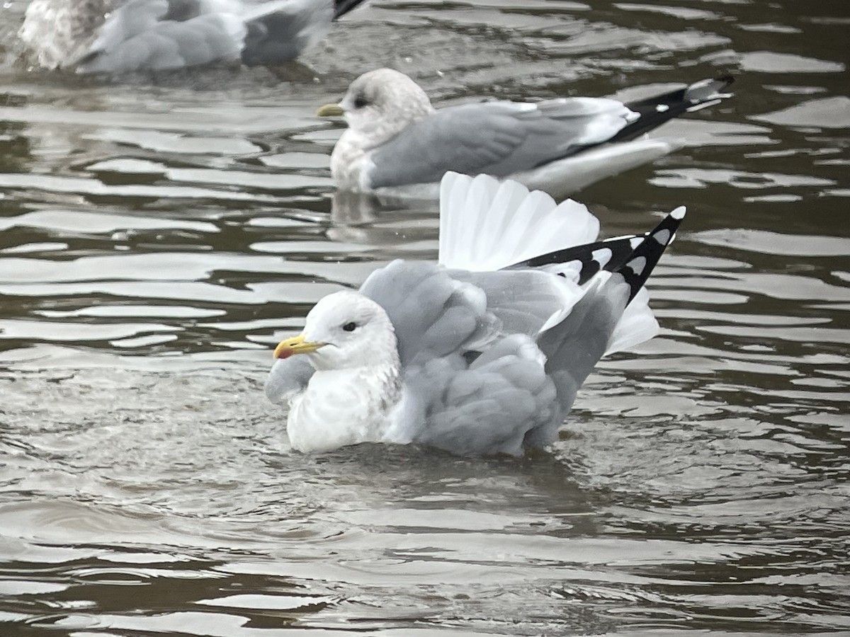 Iceland Gull (Thayer's) - ML644660428