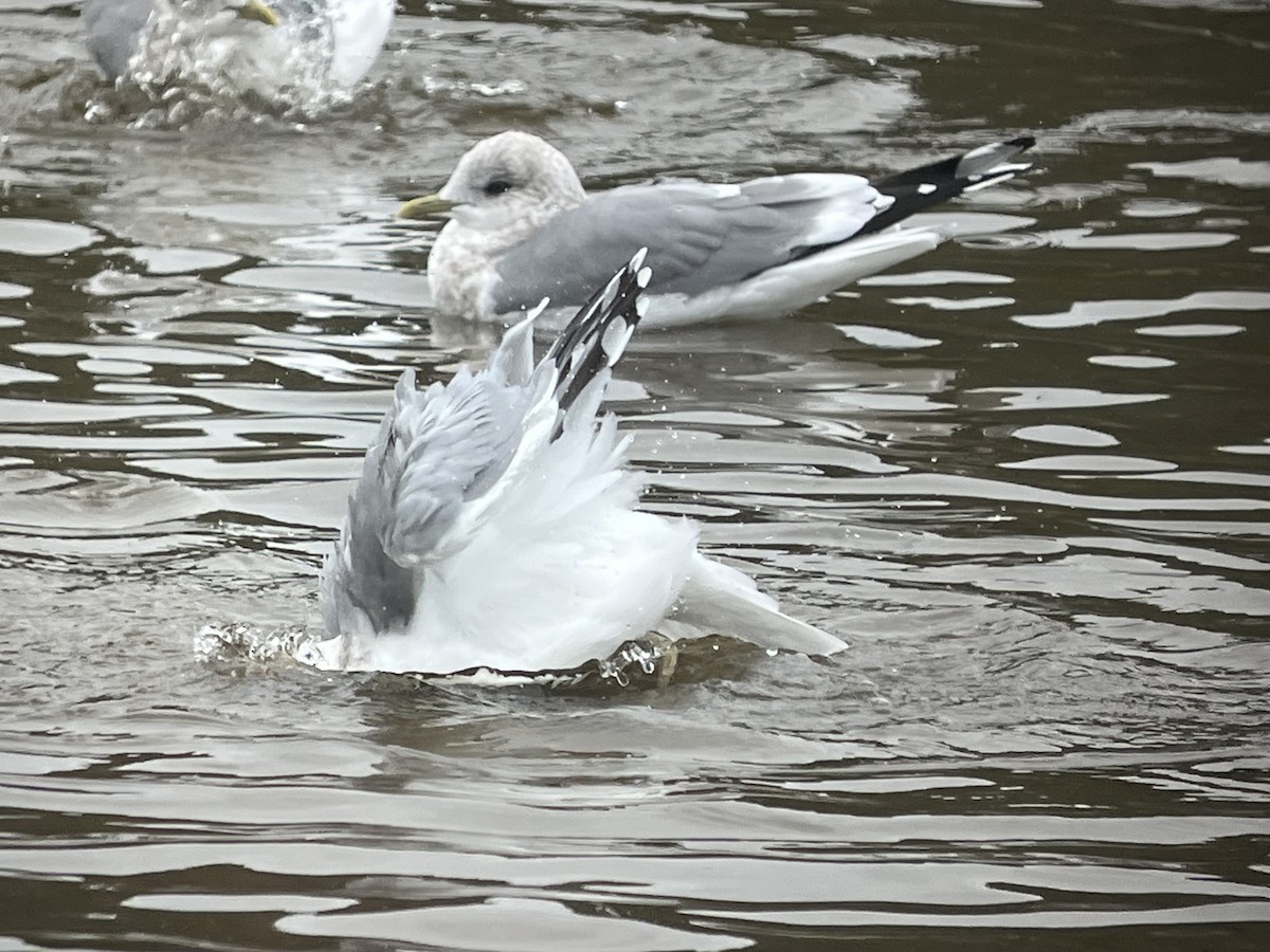 Iceland Gull (Thayer's) - ML644660429