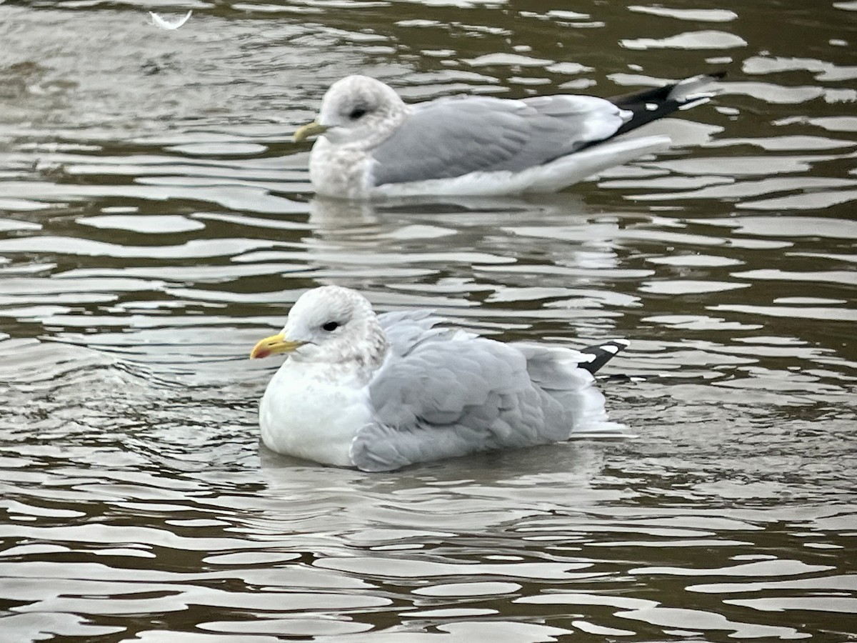 Iceland Gull (Thayer's) - ML644660430