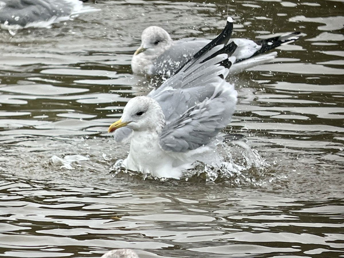 Iceland Gull (Thayer's) - ML644660431