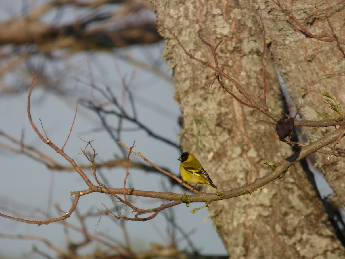 Hooded Siskin - ML644660442