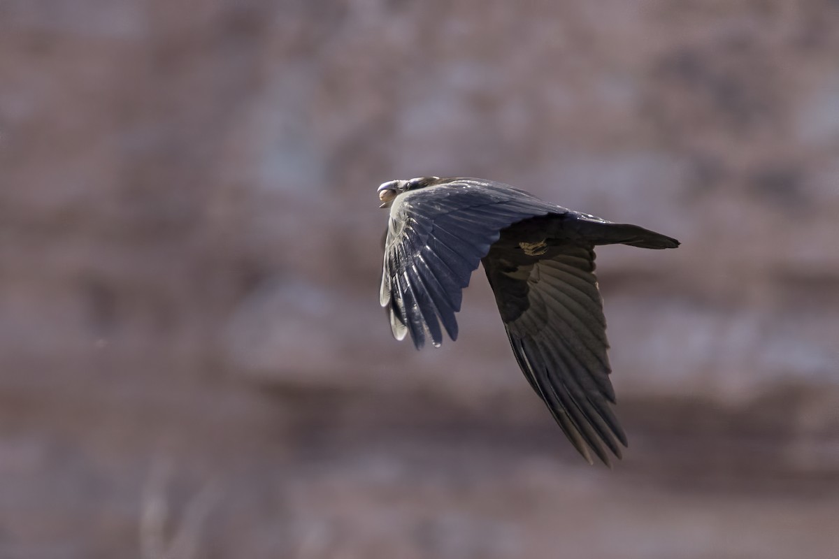 Common Raven - ML644660446