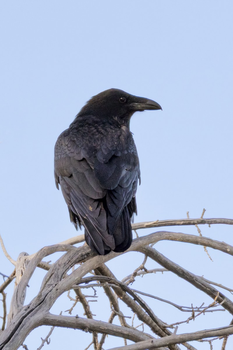 Common Raven - ML644660447
