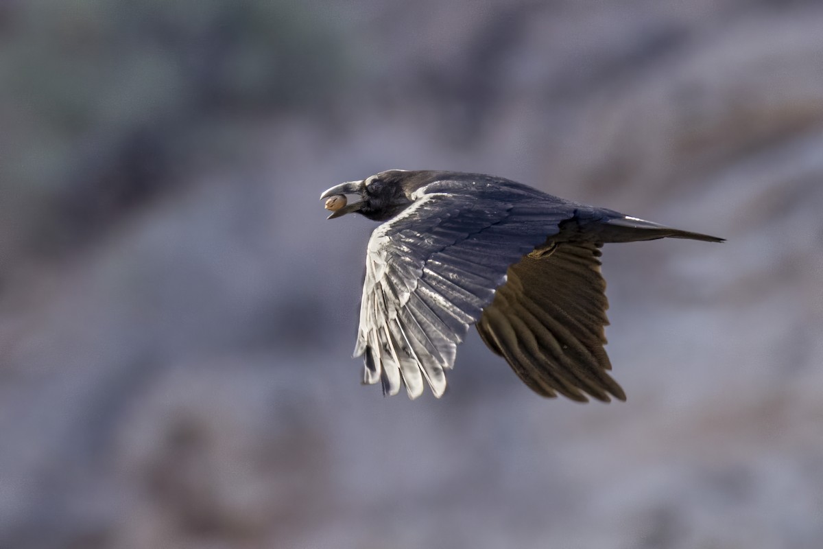 Common Raven - ML644660448