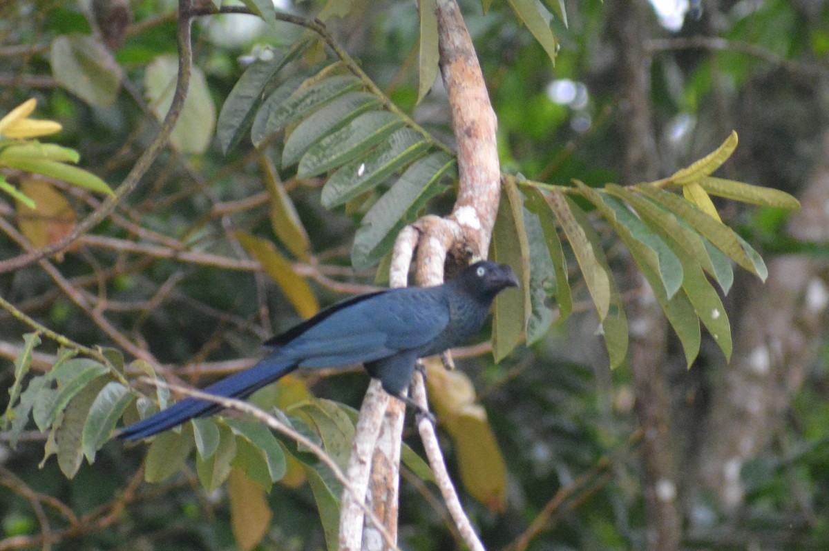 Ani des palétuviers - ML644660457