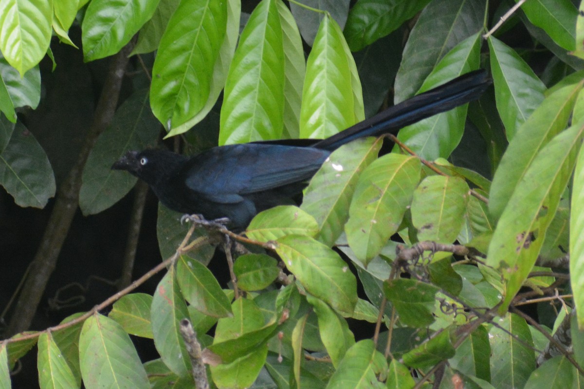 Ani des palétuviers - ML644660458