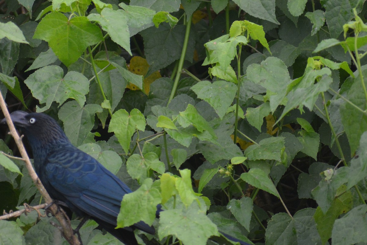 Ani des palétuviers - ML644660459