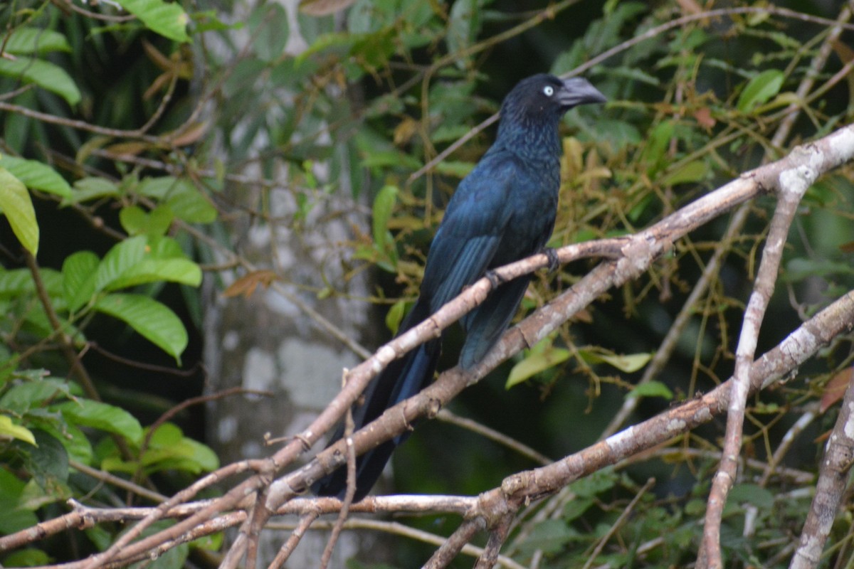 Ani des palétuviers - ML644660460