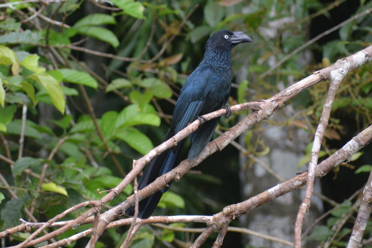 Ani des palétuviers - ML644660461