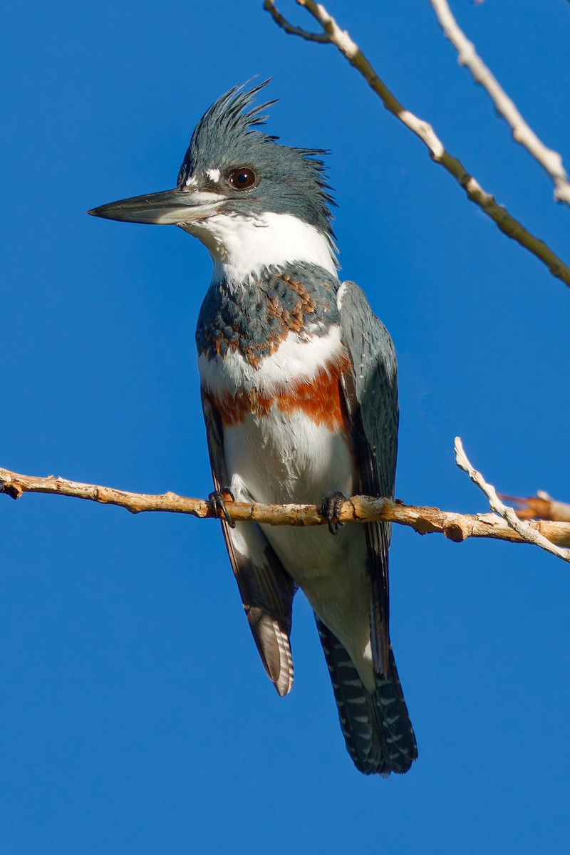 שלדג אמריקני - ML644660462