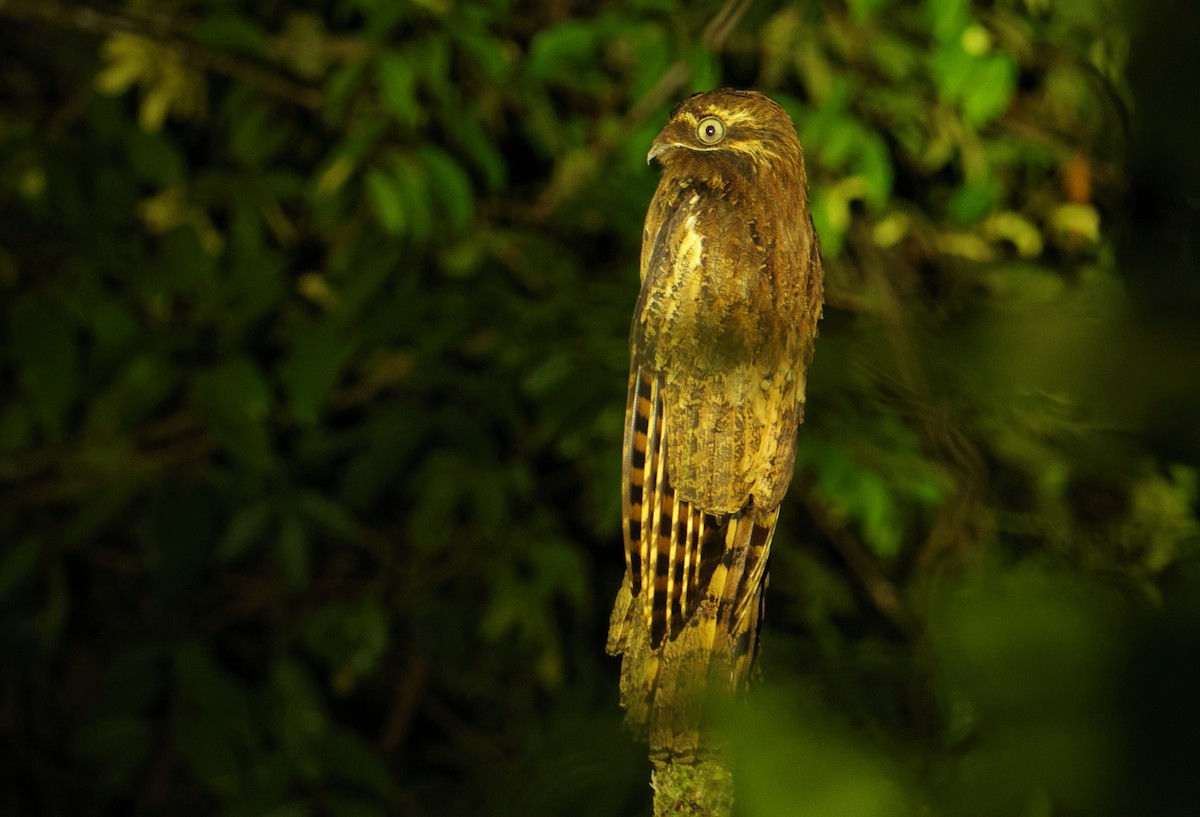 Длиннохвостый уратао - ML644660465