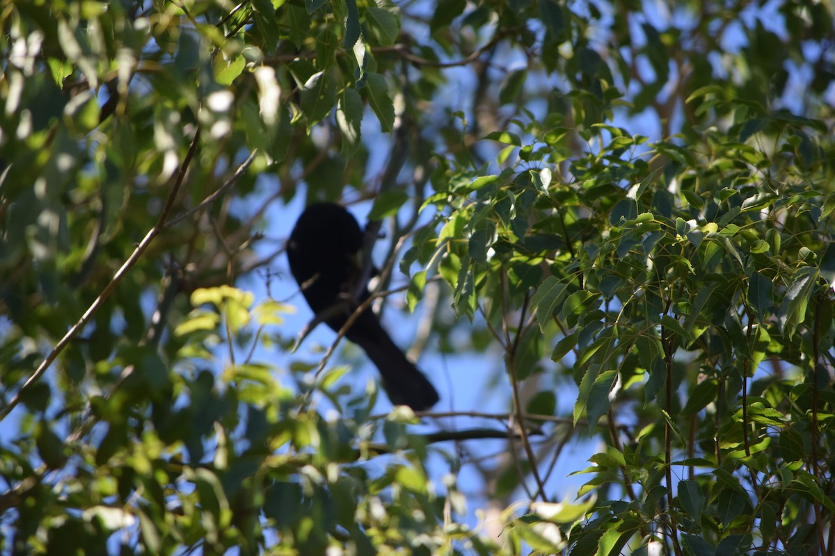 eremittkasik - ML644660486