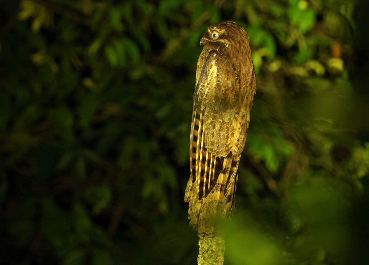 Длиннохвостый уратао - ML644660487