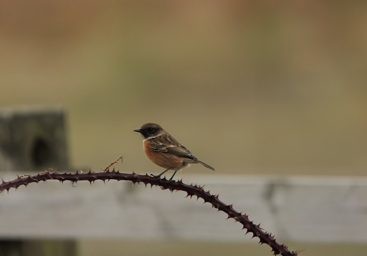 Трав'янка чорноголова - ML644660489
