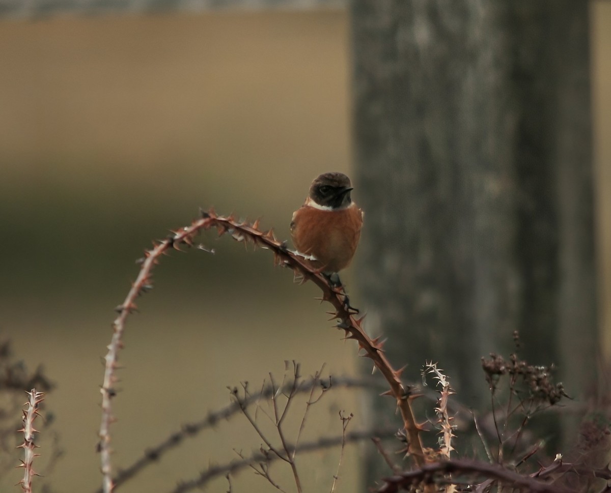 Трав'янка чорноголова - ML644660500