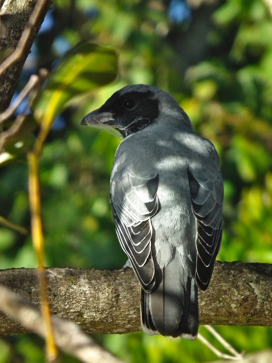 Black-faced Cuckooshrike - ML644660503