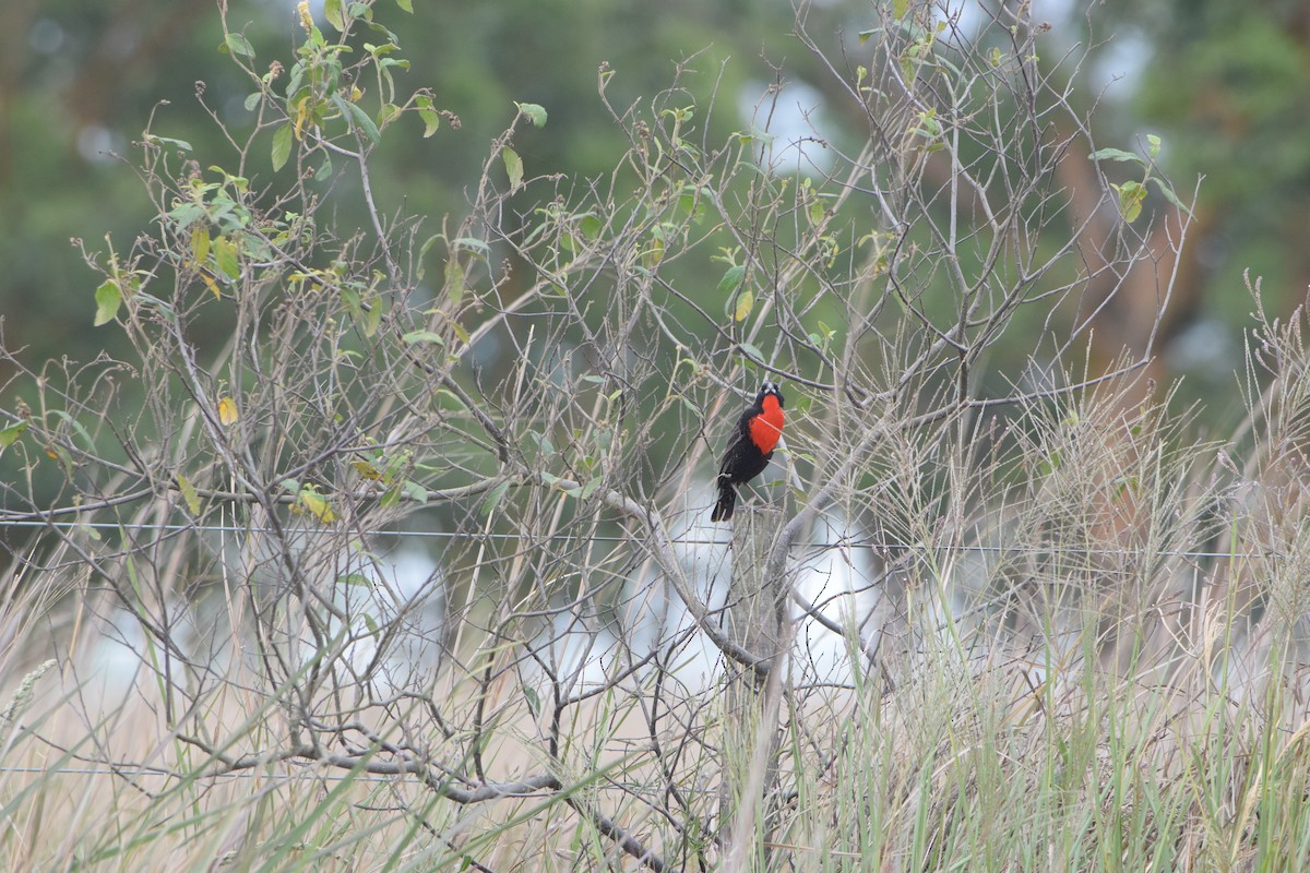 White-browed Meadowlark - ML644660511