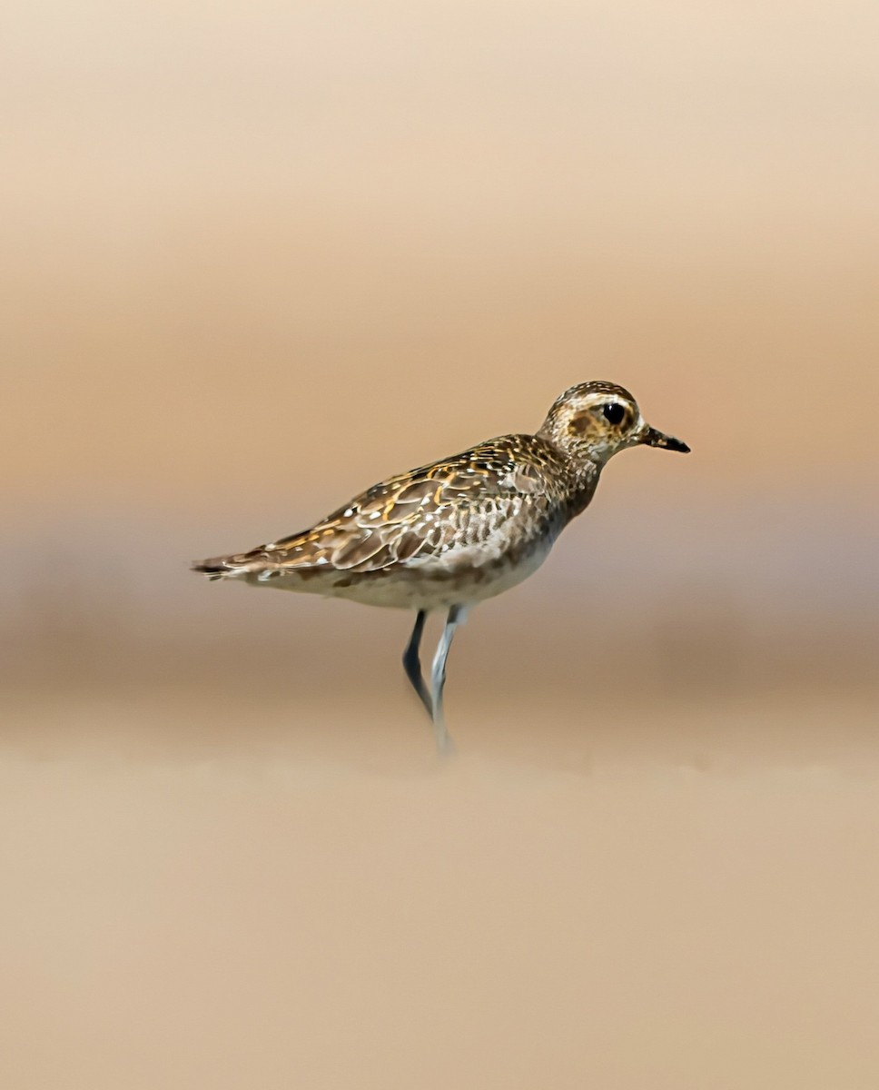 kulík pacifický - ML644660513