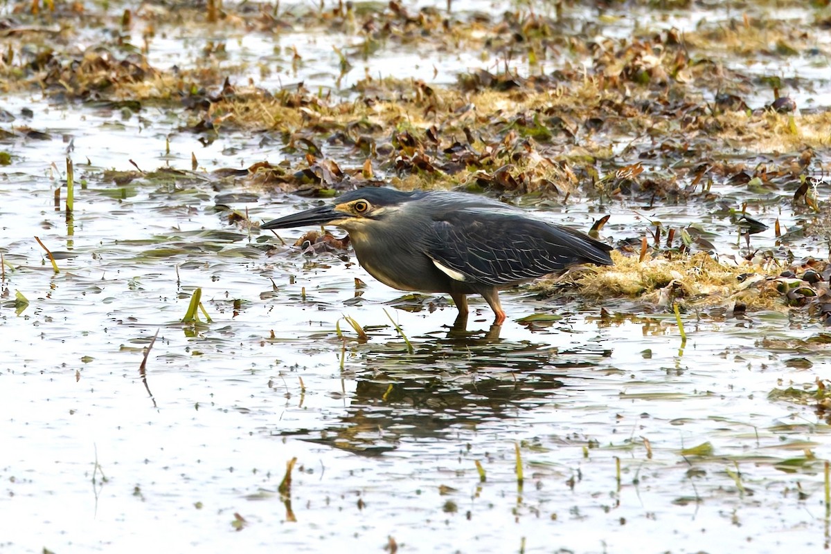 Little Heron - ML644660514
