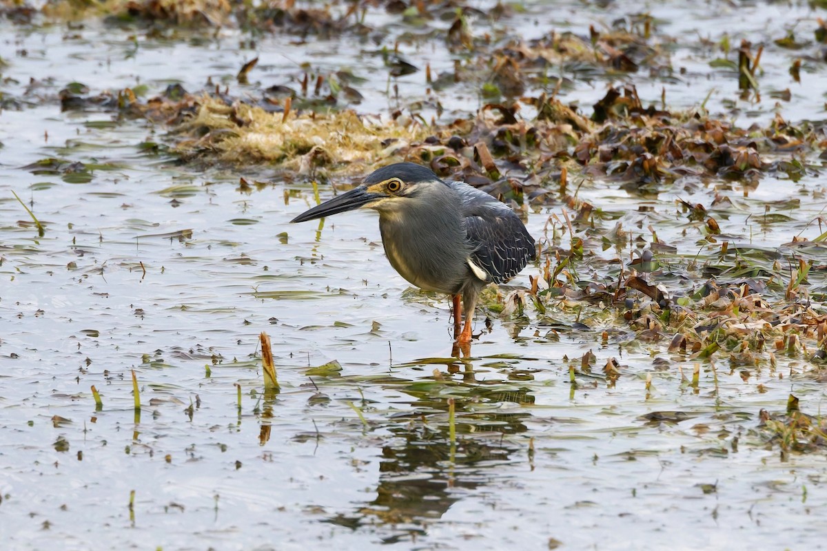 Little Heron - ML644660515