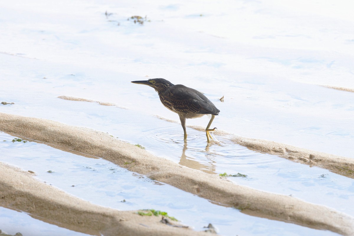 Little Heron - ML644660517