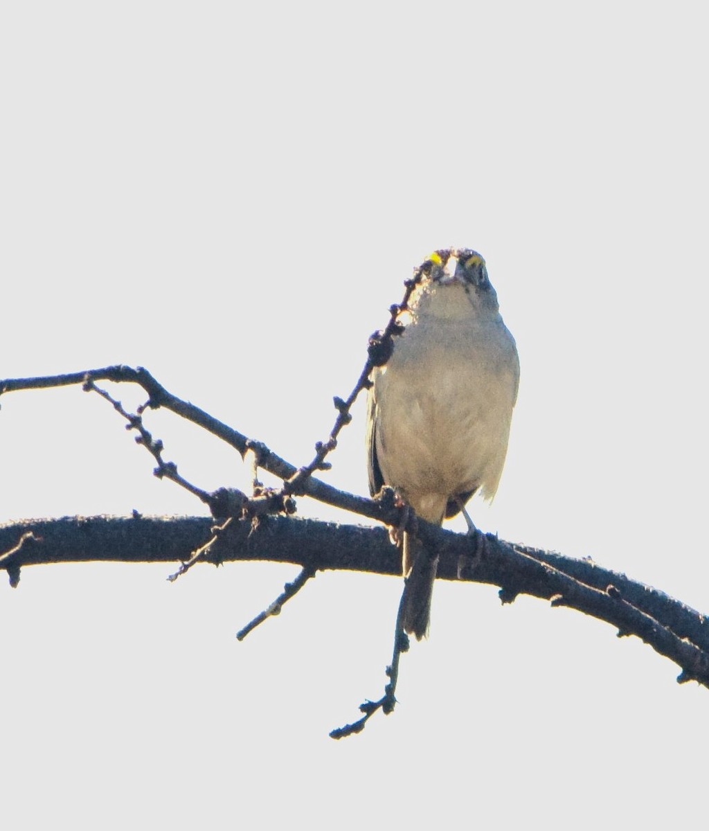 Grassland Sparrow - ML644660522
